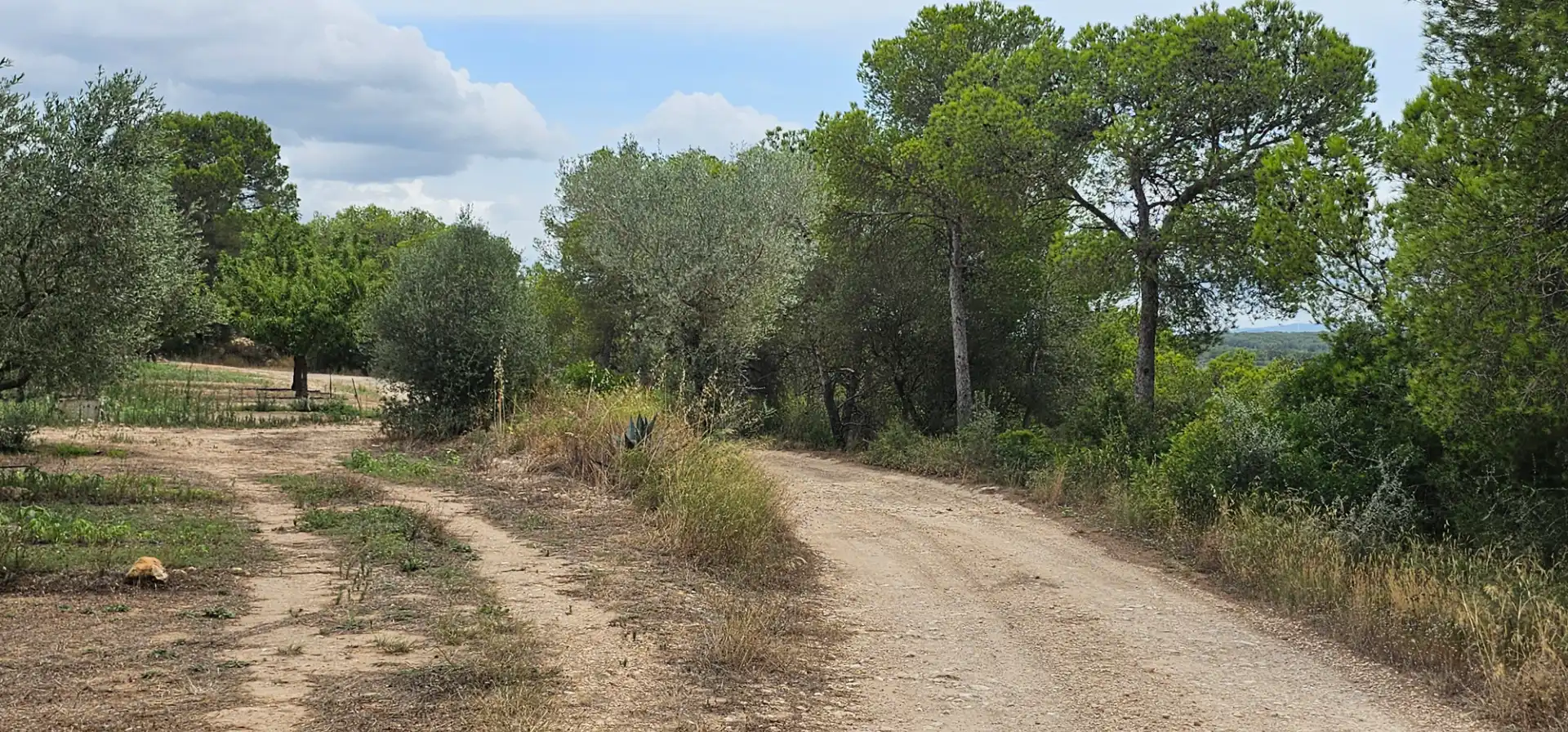 Land for sale in Móra d'Ebre