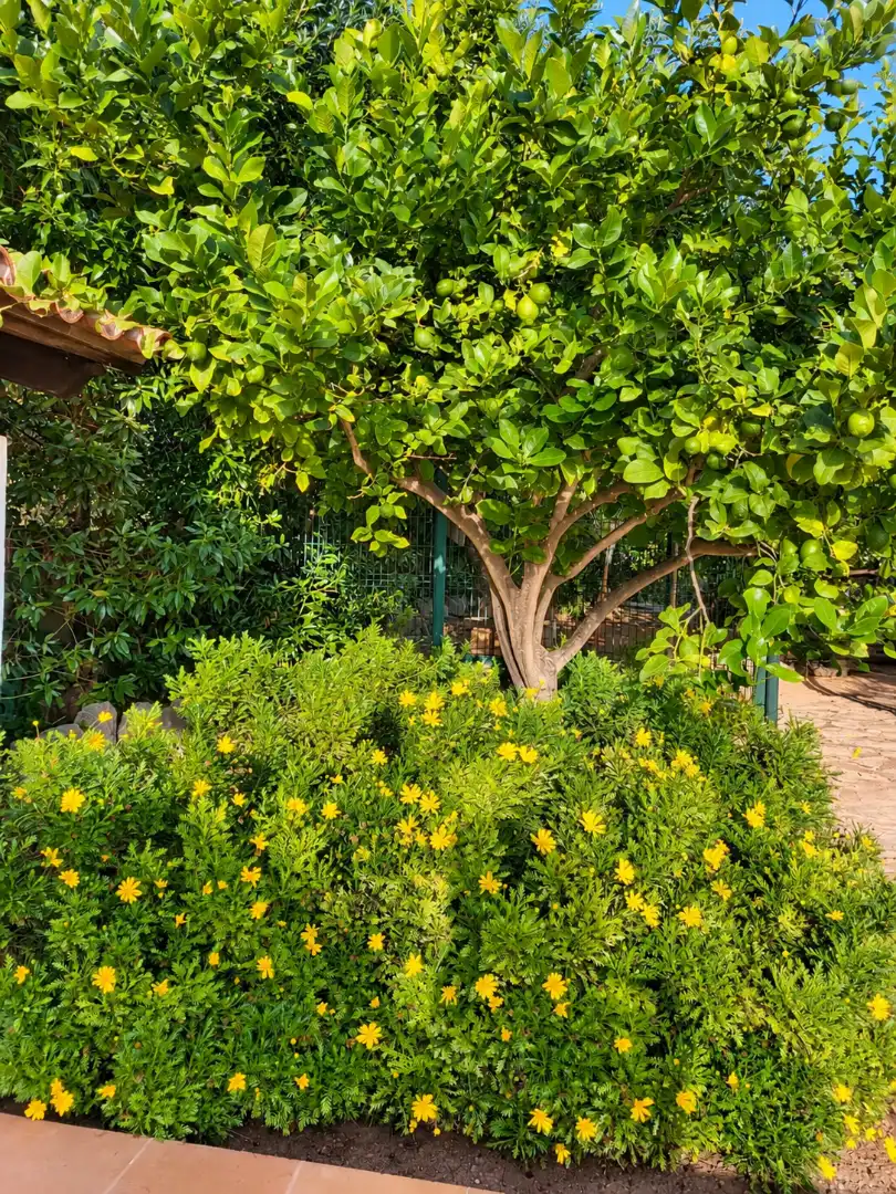 Country house with pool to rent in Port d'Andratx, imagen 53