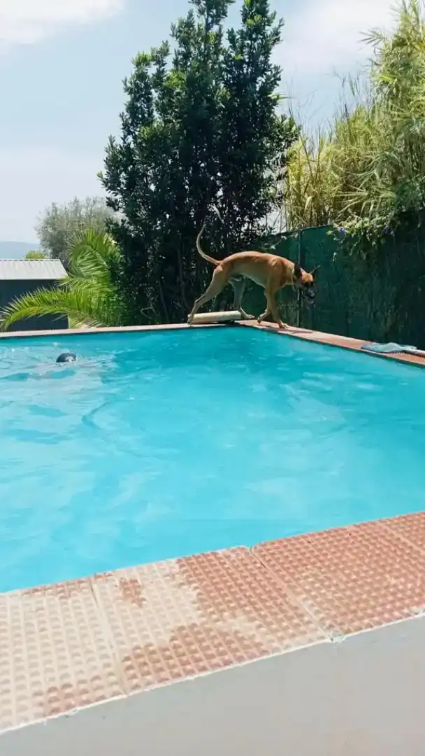 Piscina de Finca rústica en venda en Cártama amb Aire condicionat i Piscina