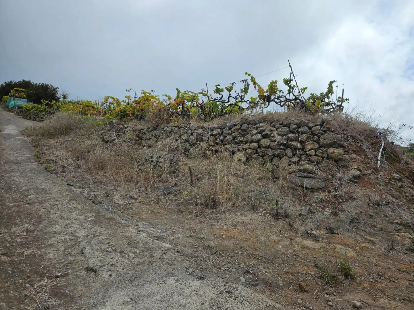 Terrenos y solares en venta en Santa Úrsula - Calle Monroy, imagen 17