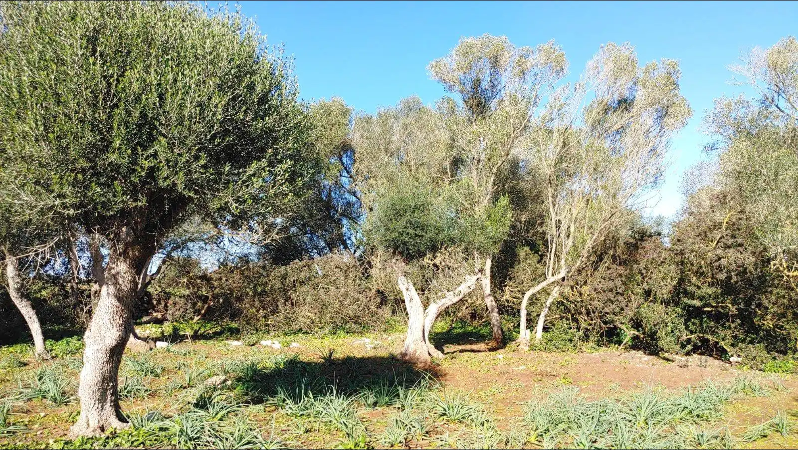 Terrenys i solars en venda a Felanitx Poble, imagen 4