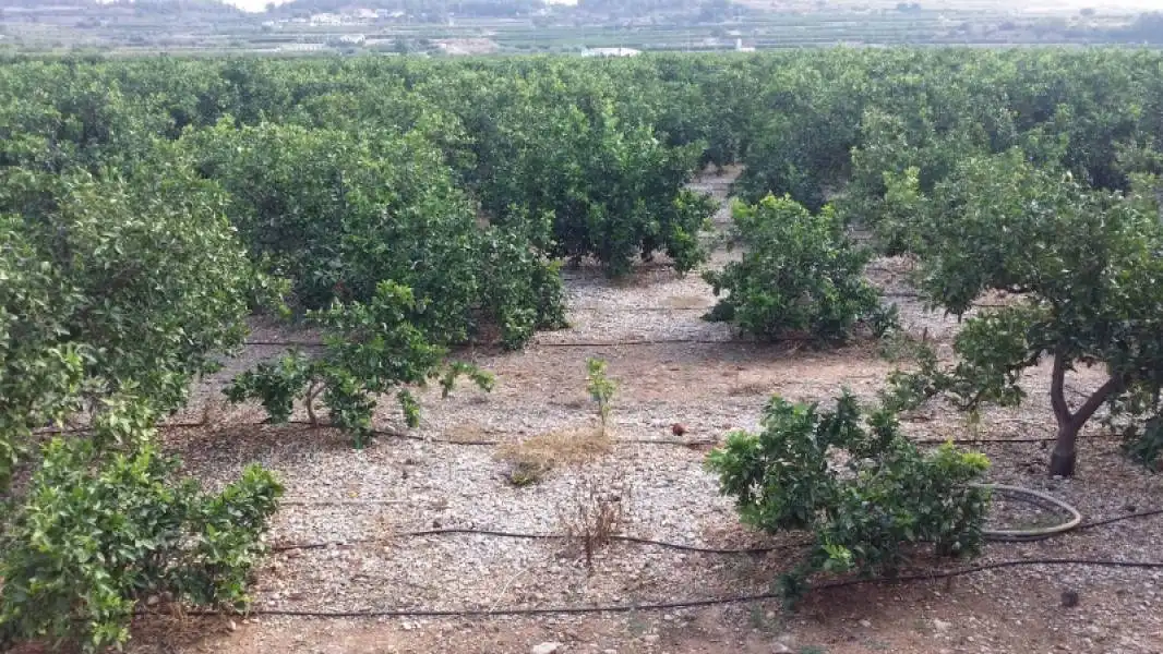 Terreno rústico en venta en Montroi / Montroy, imagen 4