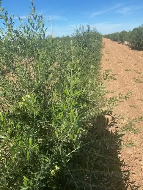 Terreno rustico in vendita a Calle García Pavón, imagen 20