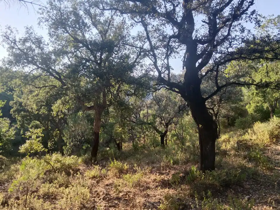 Finca rústica en venta en Linares de la Sierra
