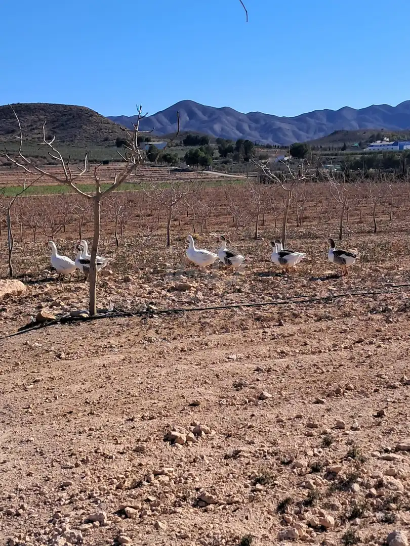 Garden of Land for sale in Lorca