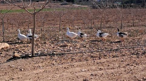 Foto 3 de Terreno en venta en Escucha, Lorca