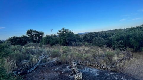 TERRENO RUSTICA CON ENCINAS EN ALDEA DEL CANO