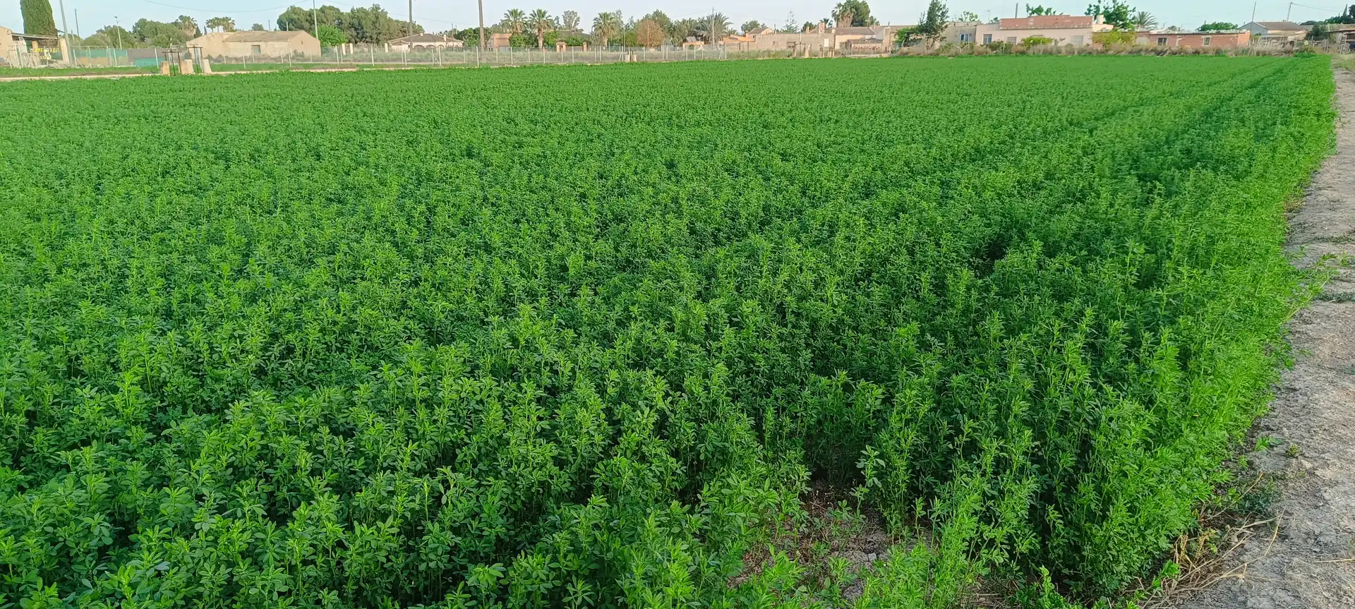 Finca rústica en venda en Callosa de Segura amb Jardí privat