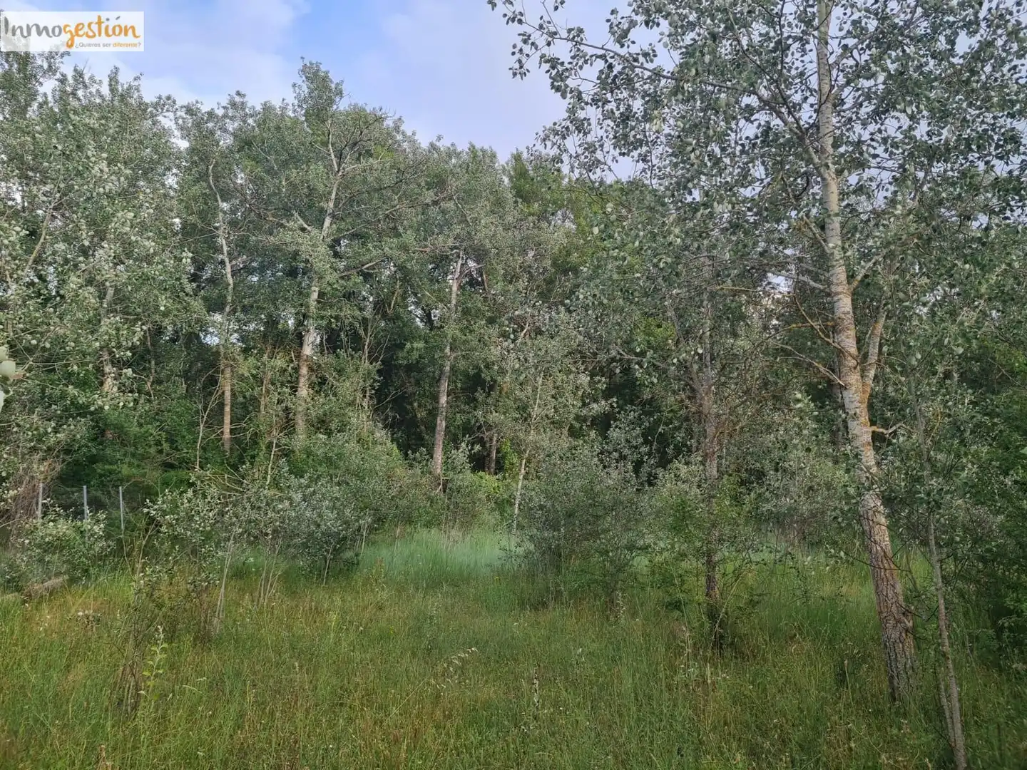 Terreno rustico in vendita a Tudela de Duero, imagen 4