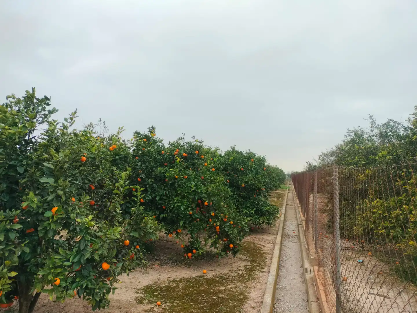Rural land for sale in Carrer Sueca 35, imagen 2
