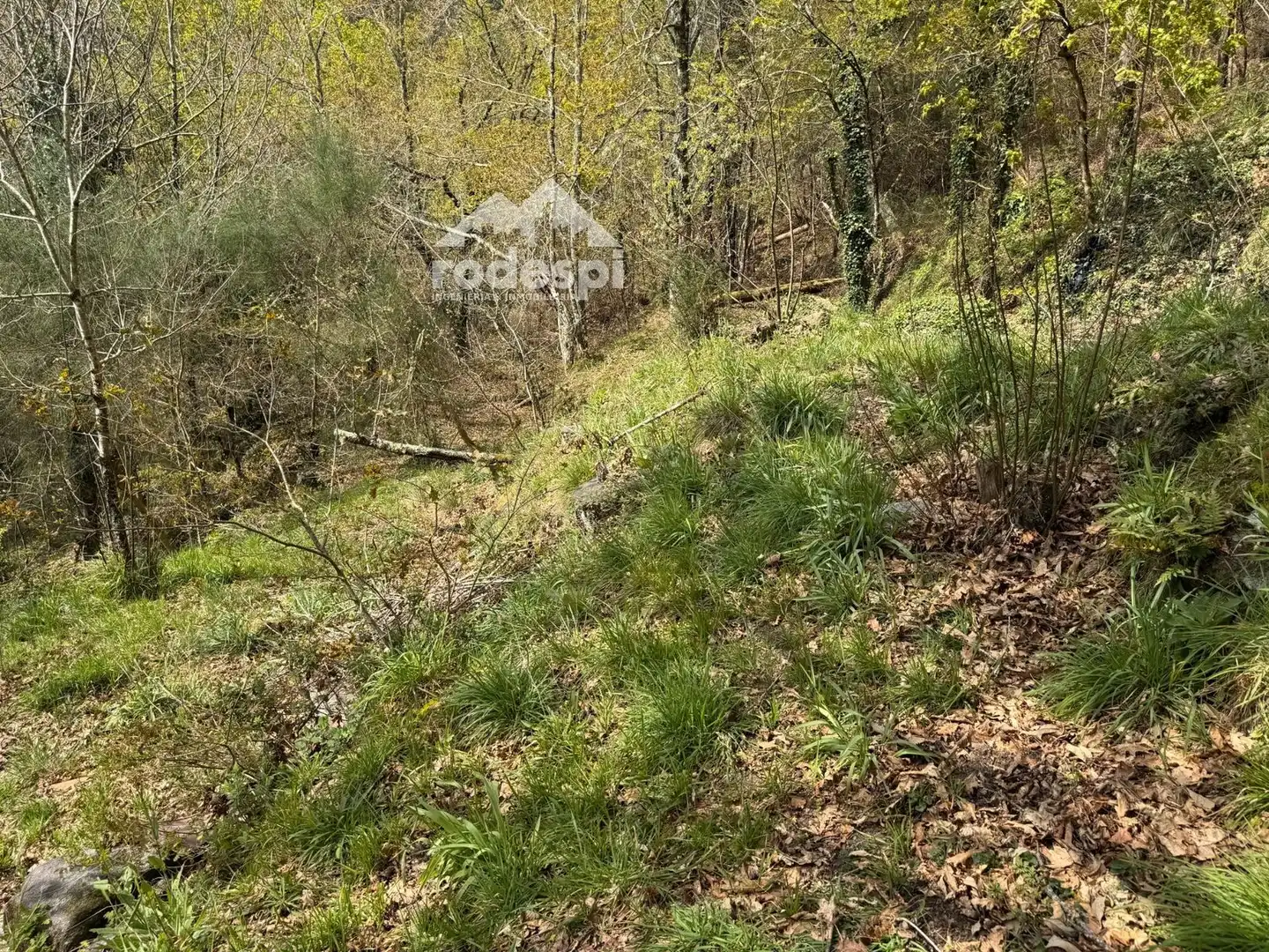 Rural land for sale in Arbo, imagen 6