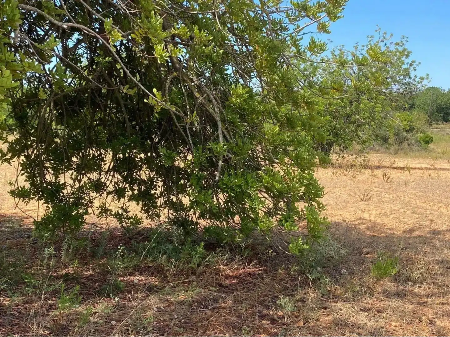 Rural land for sale in Extrarradio Diseminado 1, imagen 10