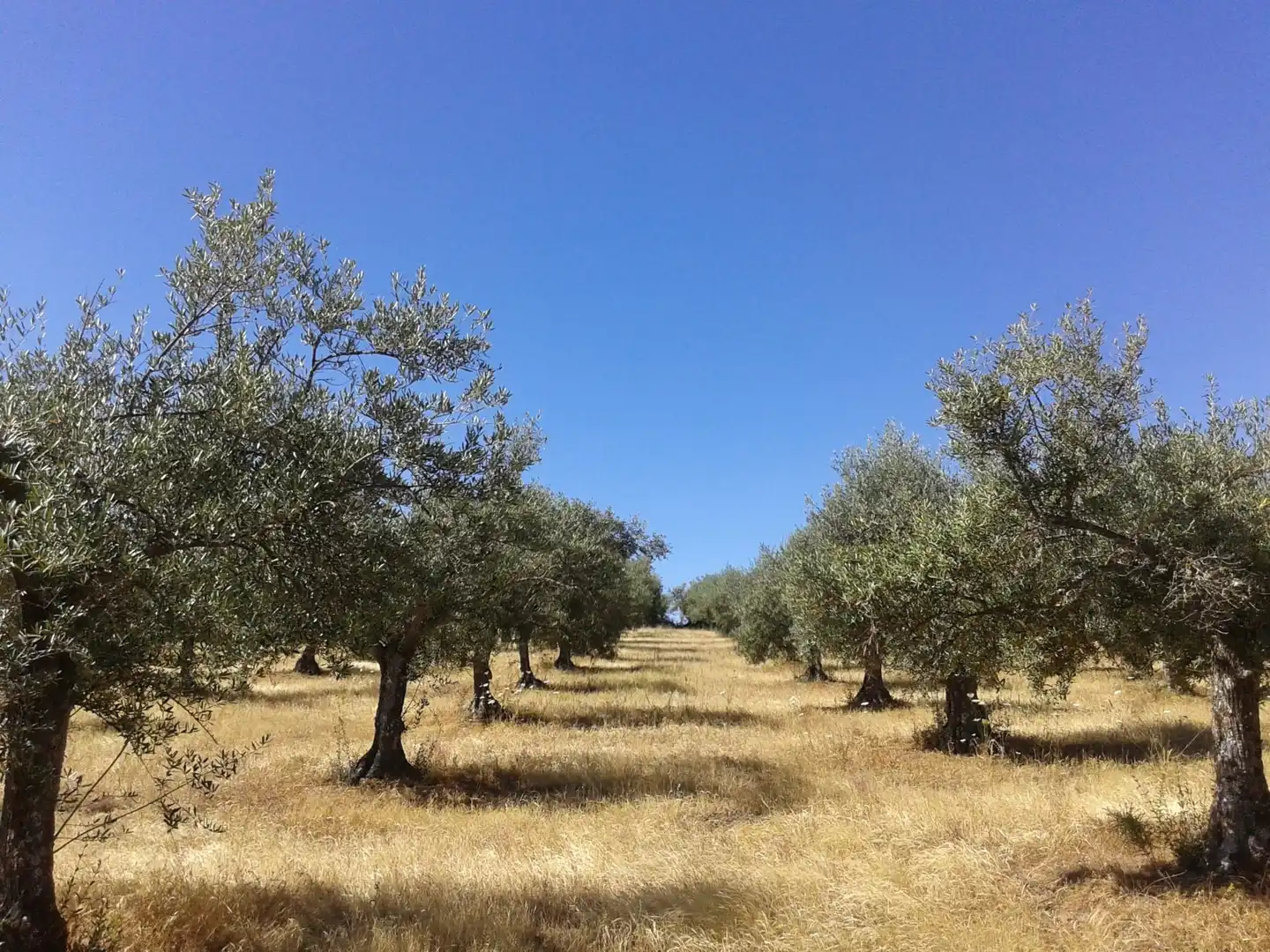 Terreni e lotti in vendita a Madroñera, imagen 7