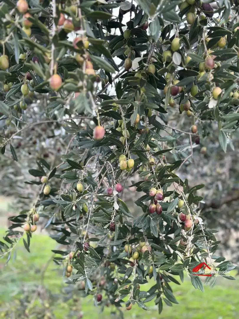 Terreno rustico in vendita a Villanueva del Rey, imagen 26