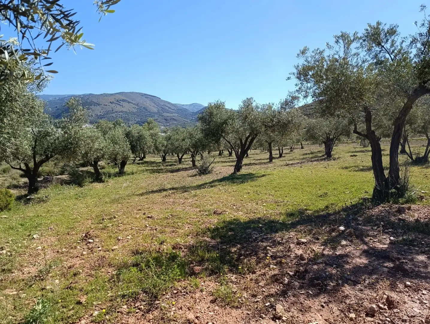 Rural land for sale in Laujar de Andarax, imagen 7
