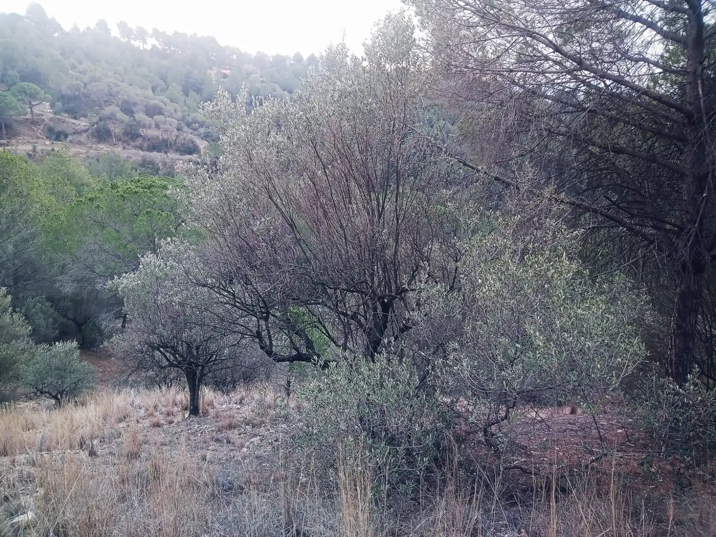 Land for sale in Olesa de Montserrat