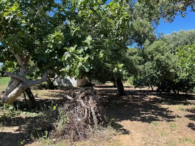Finca rústica en venta en Vejer de la Frontera