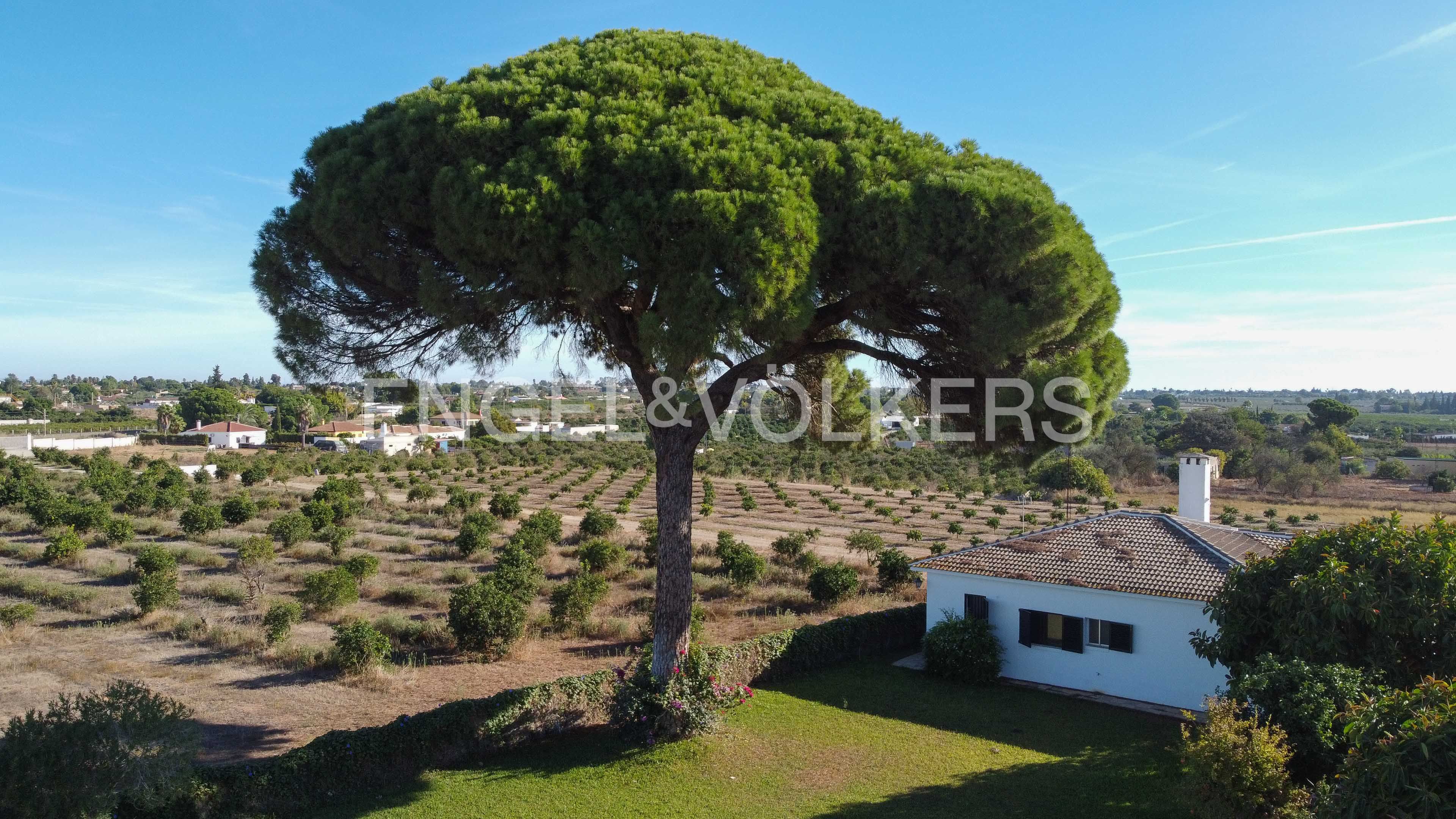 Vista exterior de Finca rústica en venda en Sanlúcar la Mayor amb Aire condicionat, Calefacció i Jardí privat