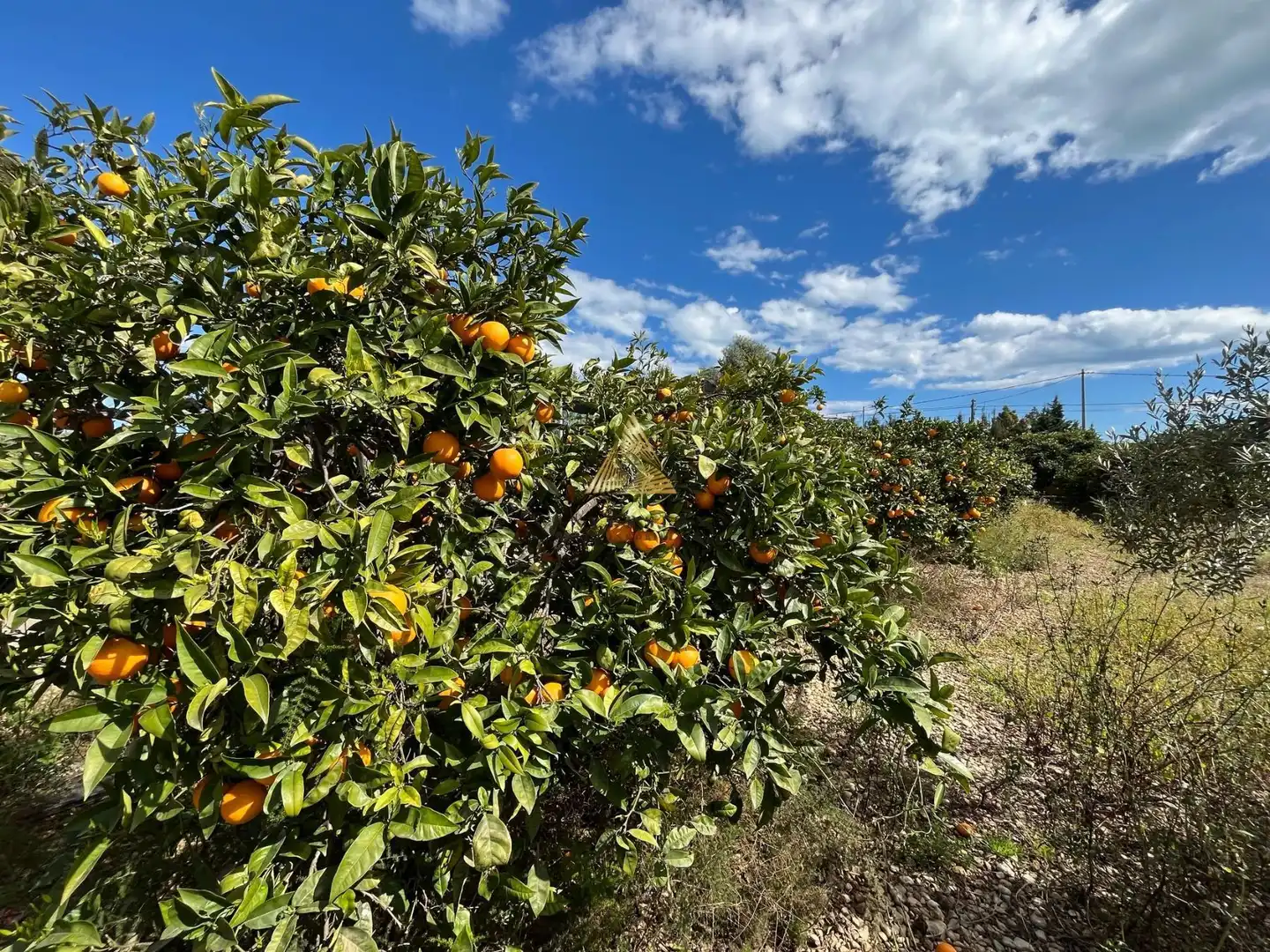 Terrenos y solares en venta en Pueblo, imagen 6