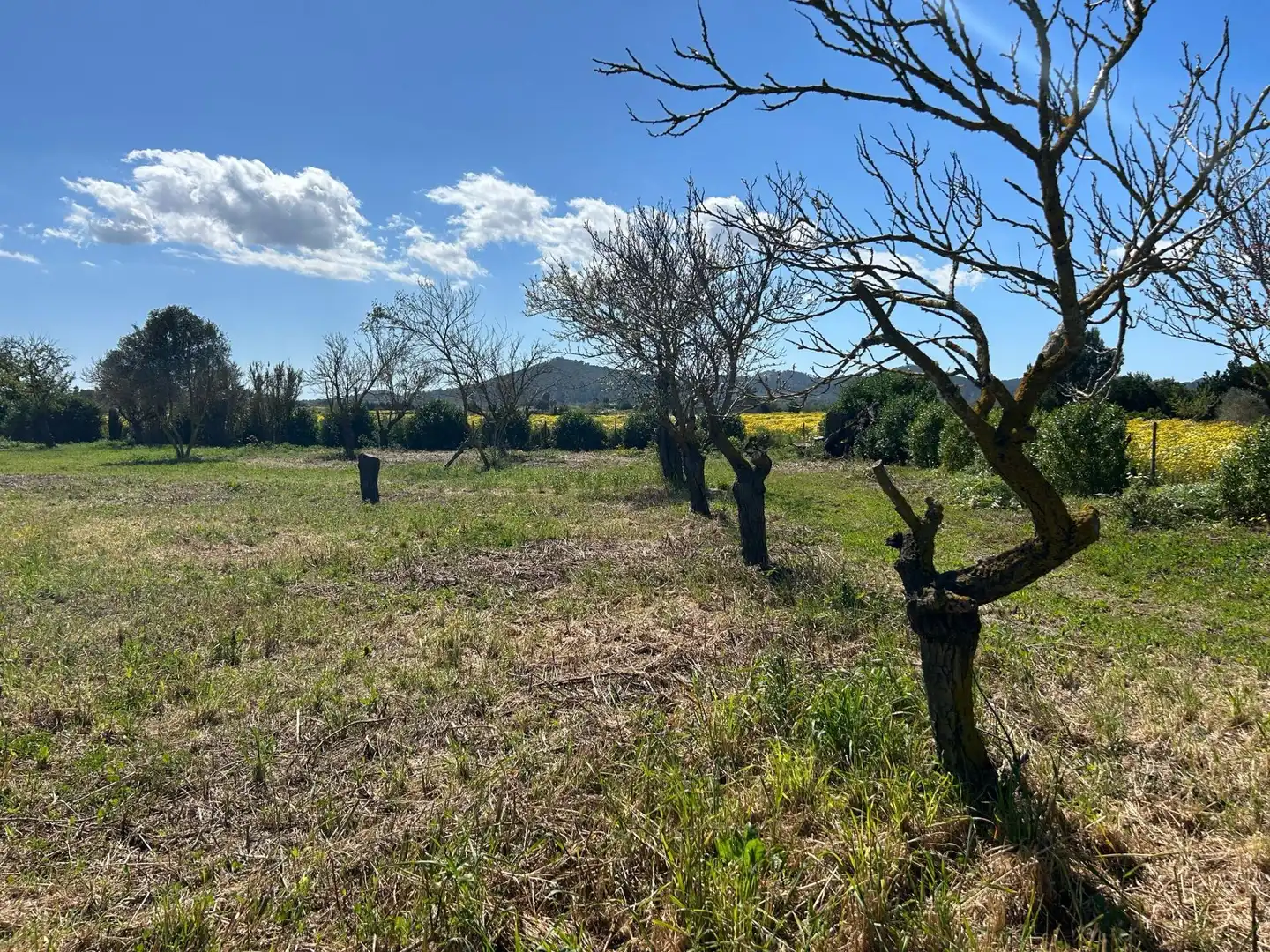 Terreno rústico en venta en Porreres, imagen 5