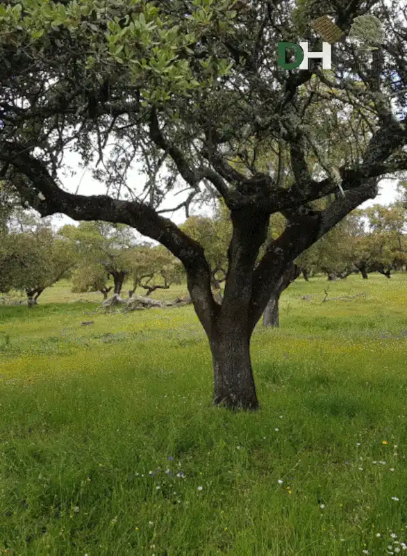 Terreni e lotti in vendita a San Roque - Ronda Norte, imagen 12