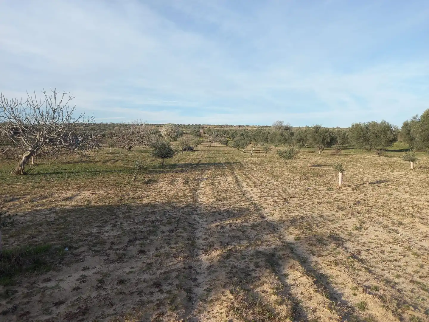 Rural land for sale in Cebolla, imagen 10