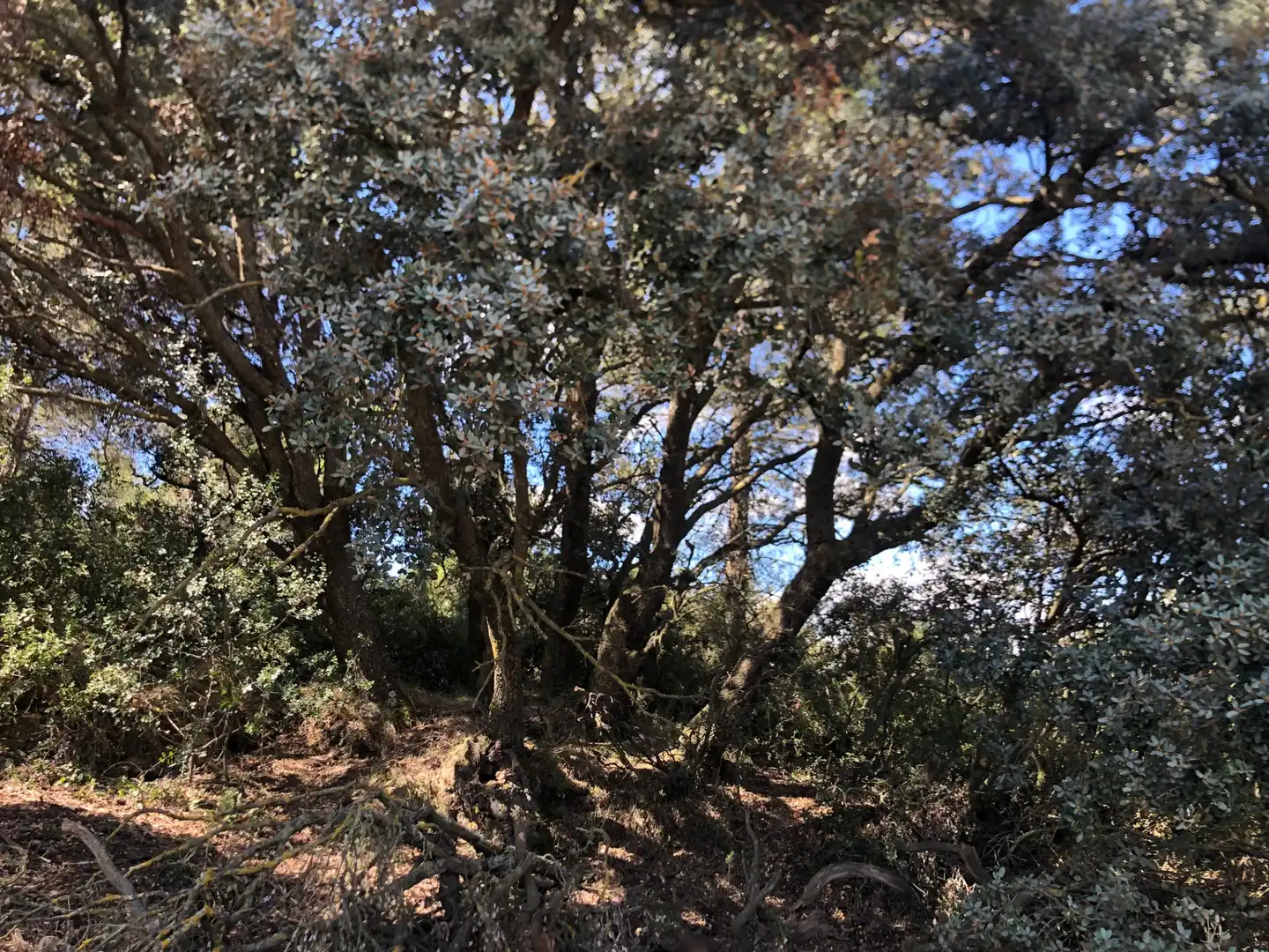 Terreni e lotti in vendita a La Fresneda, imagen 5