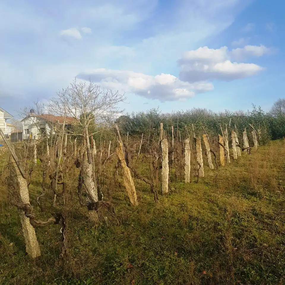 Terreni e lotti in vendita a Vilanova Estrada de Penedo, imagen 3