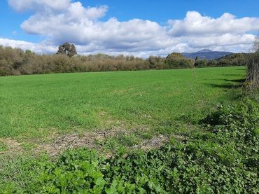 Terreno rustico in vendita a Jimena de la Frontera