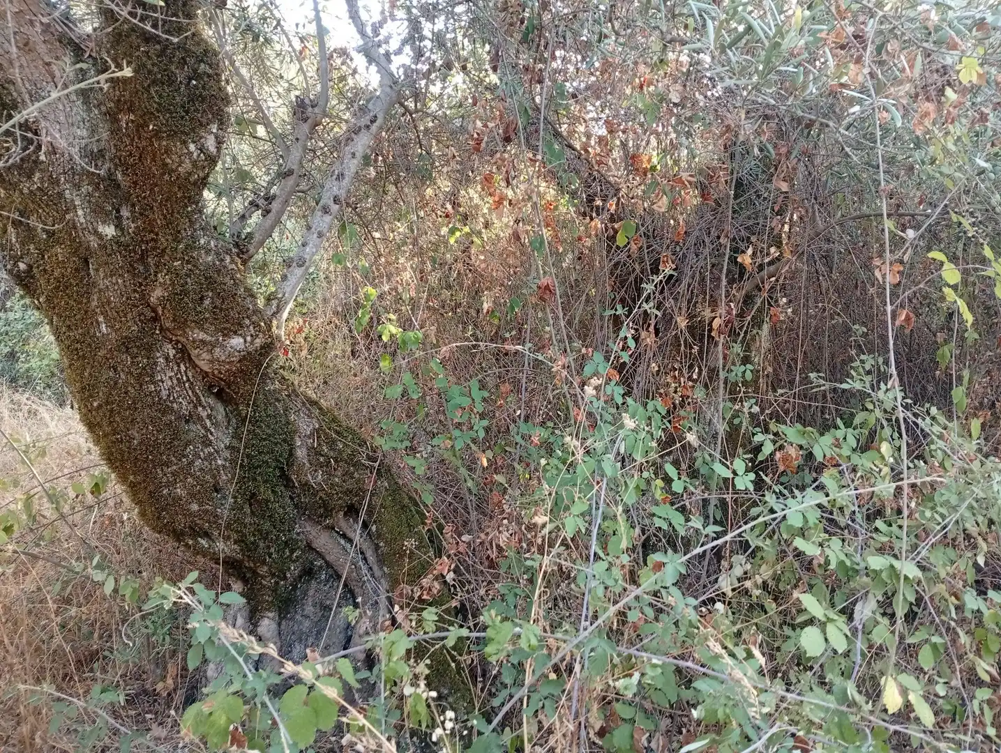 Terreni e lotti in vendita a Villanueva de la Vera, imagen 39