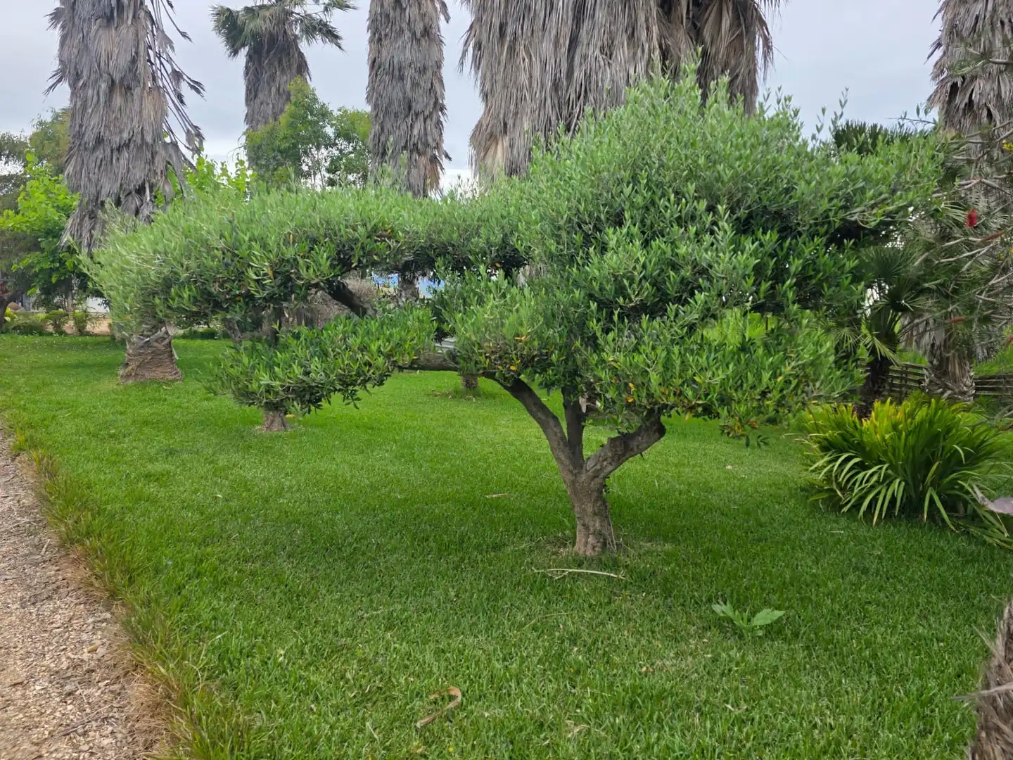 Jardín de Terreno en venta en Amposta