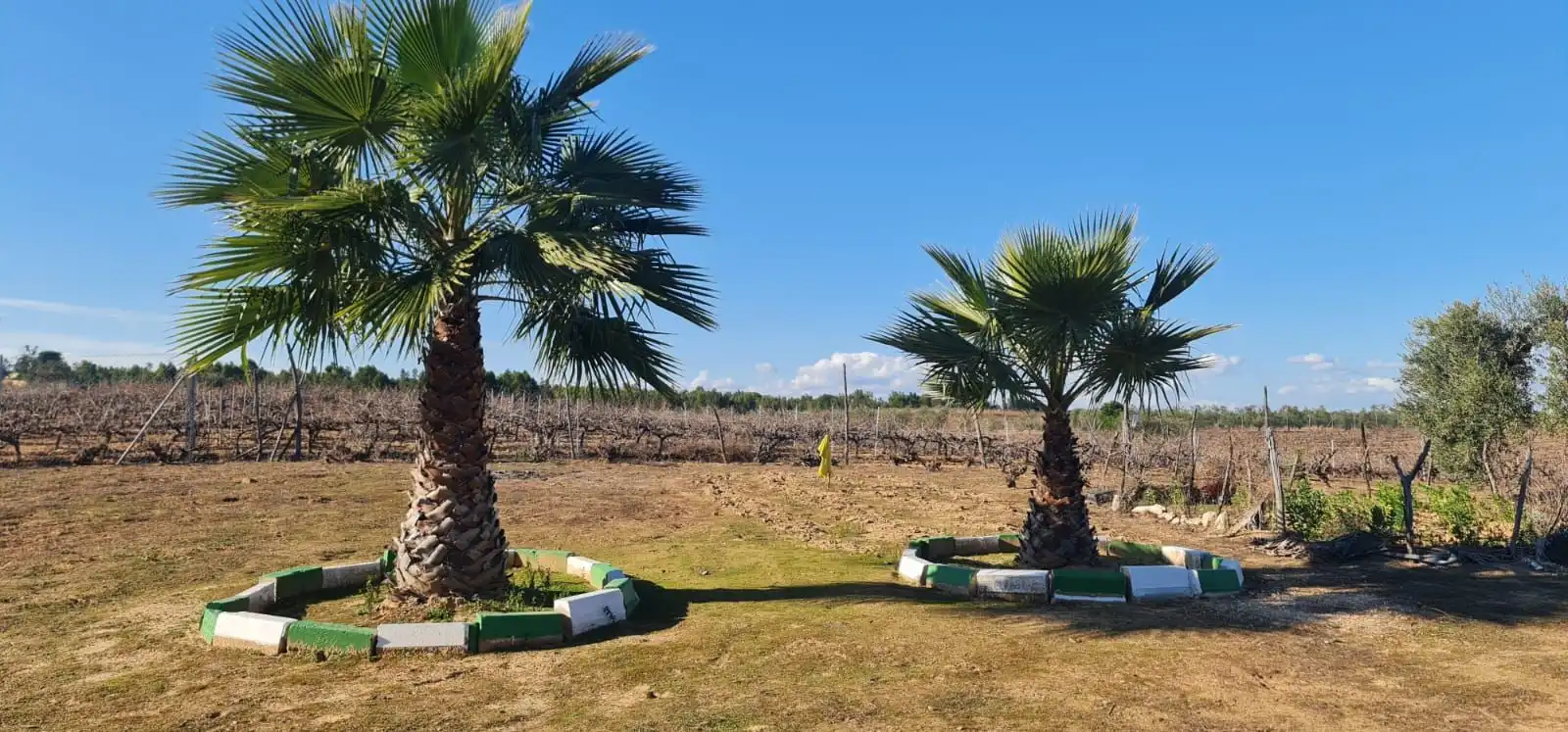 Terreny rústic en venda a Carretera ROCIANA DE CONDADO A VILLARRASA, imagen 8