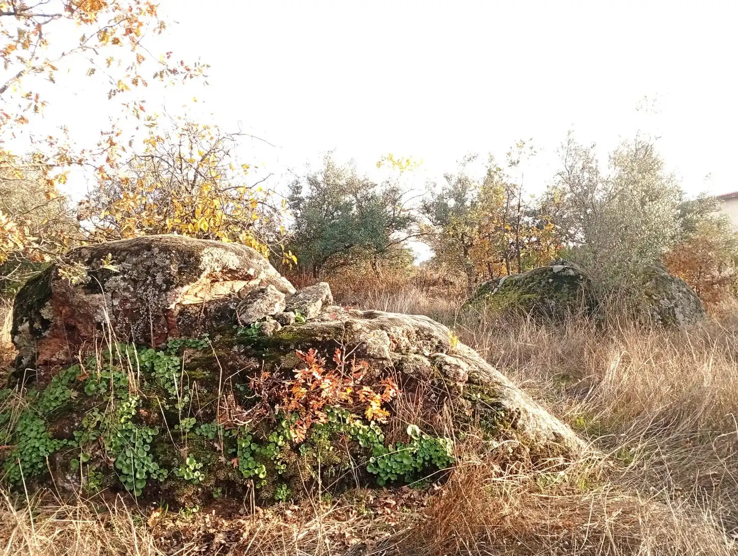Terreni e lotti in vendita a Viandar de la Vera, imagen 45