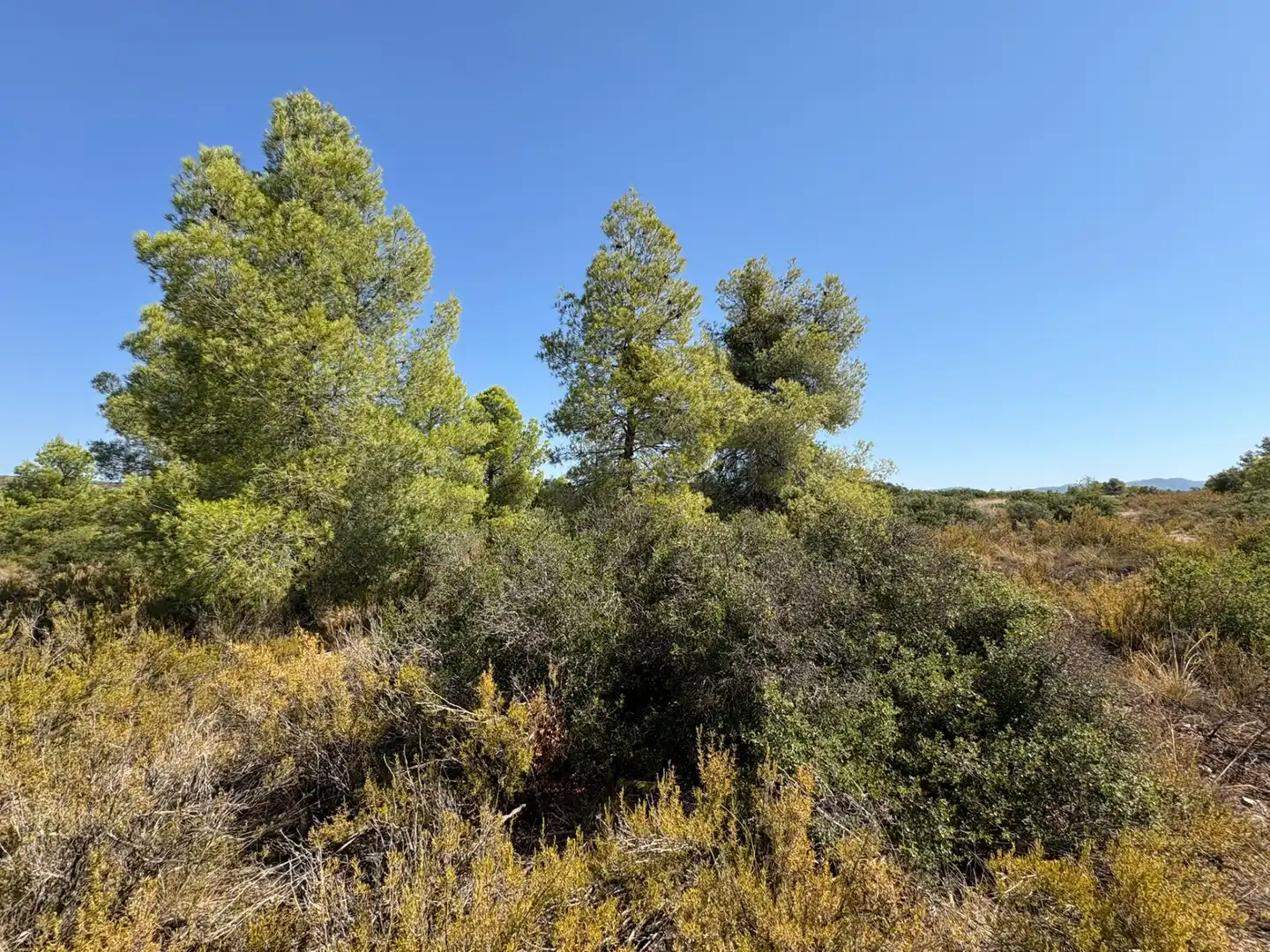 Terreno rustico in vendita a Cervià de Les Garrigues, imagen 17