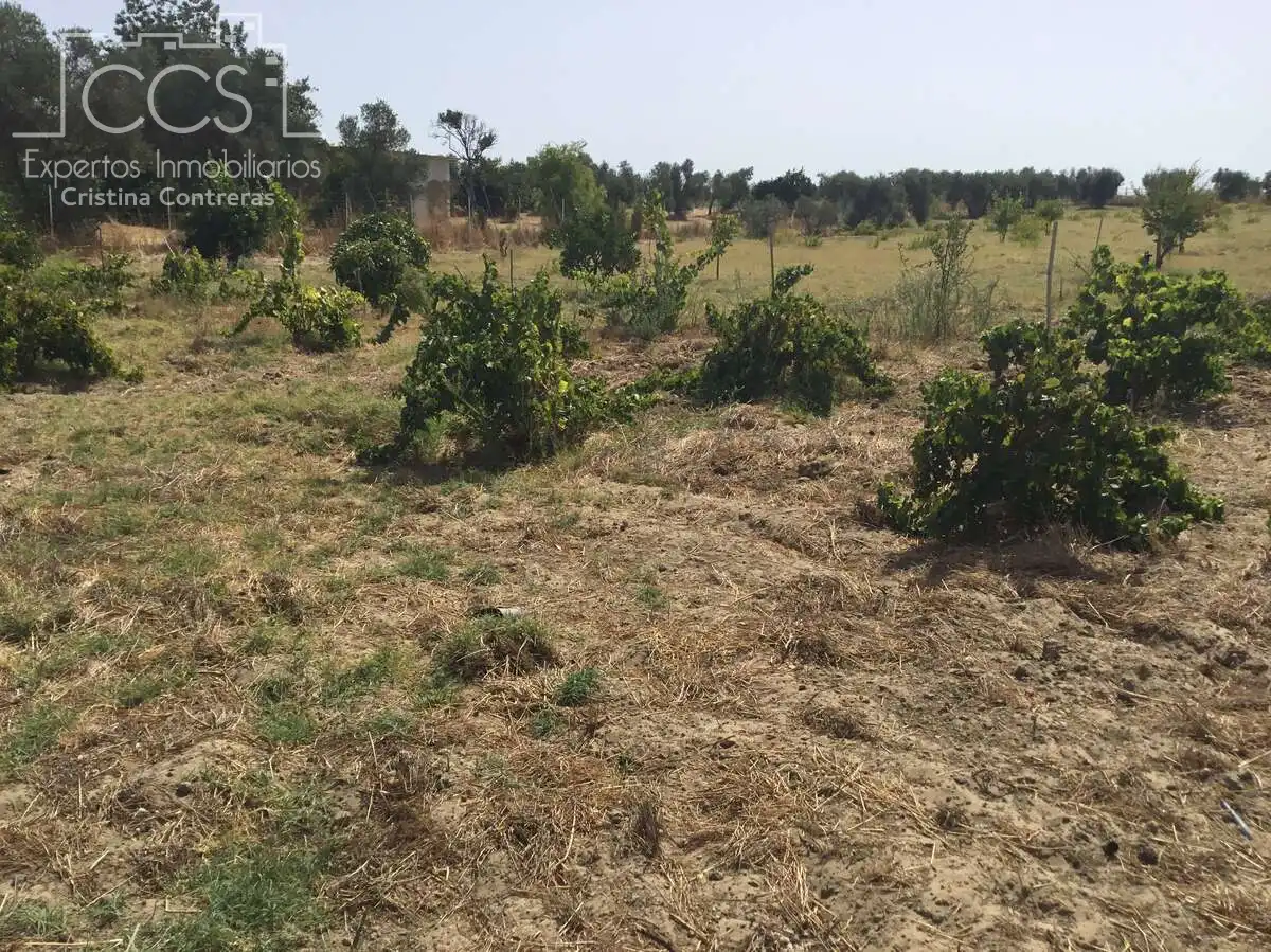 Terrain rustique à vendre à Almonte ciudad, imagen 18