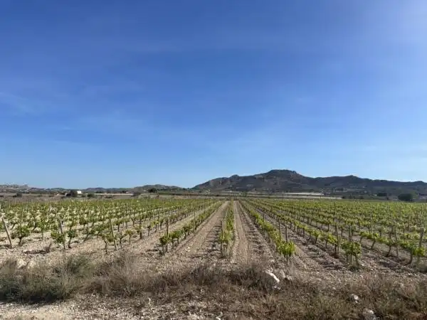 Rural land for sale in Novelda, imagen 2