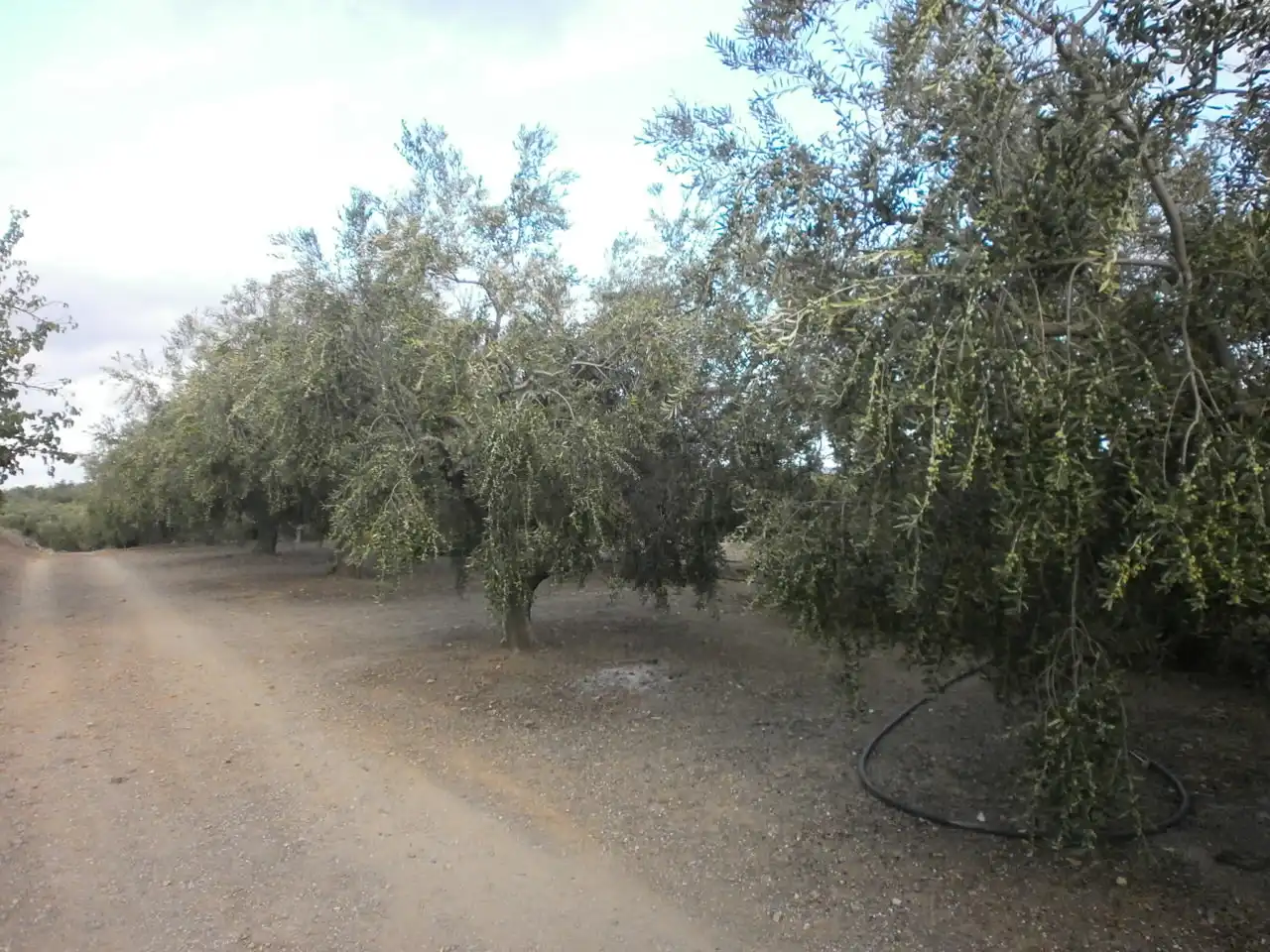 Rural land for sale in Carrer Pont del Cinto, imagen 17