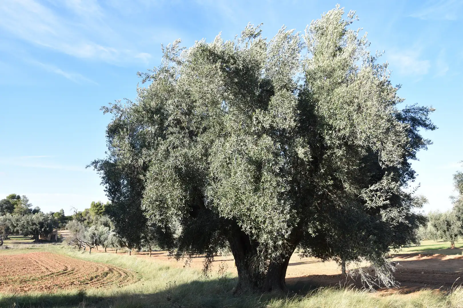 Terreny rústic en venda a Arnes, imagen 10