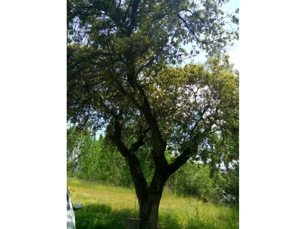 Grundstücke und Bauplätze zum Verkauf in Ctra de los Quiles, imagen 3