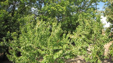 Foto 2 de Terreno en venta en Valdastillas, Cáceres
