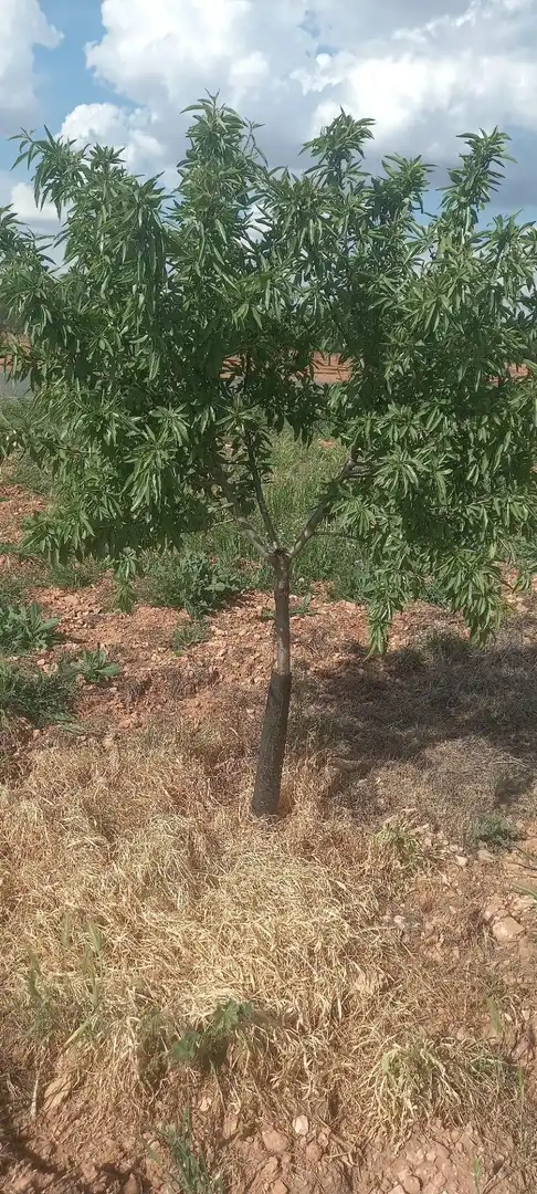 Rural land for sale in Valdepeñas, imagen 7