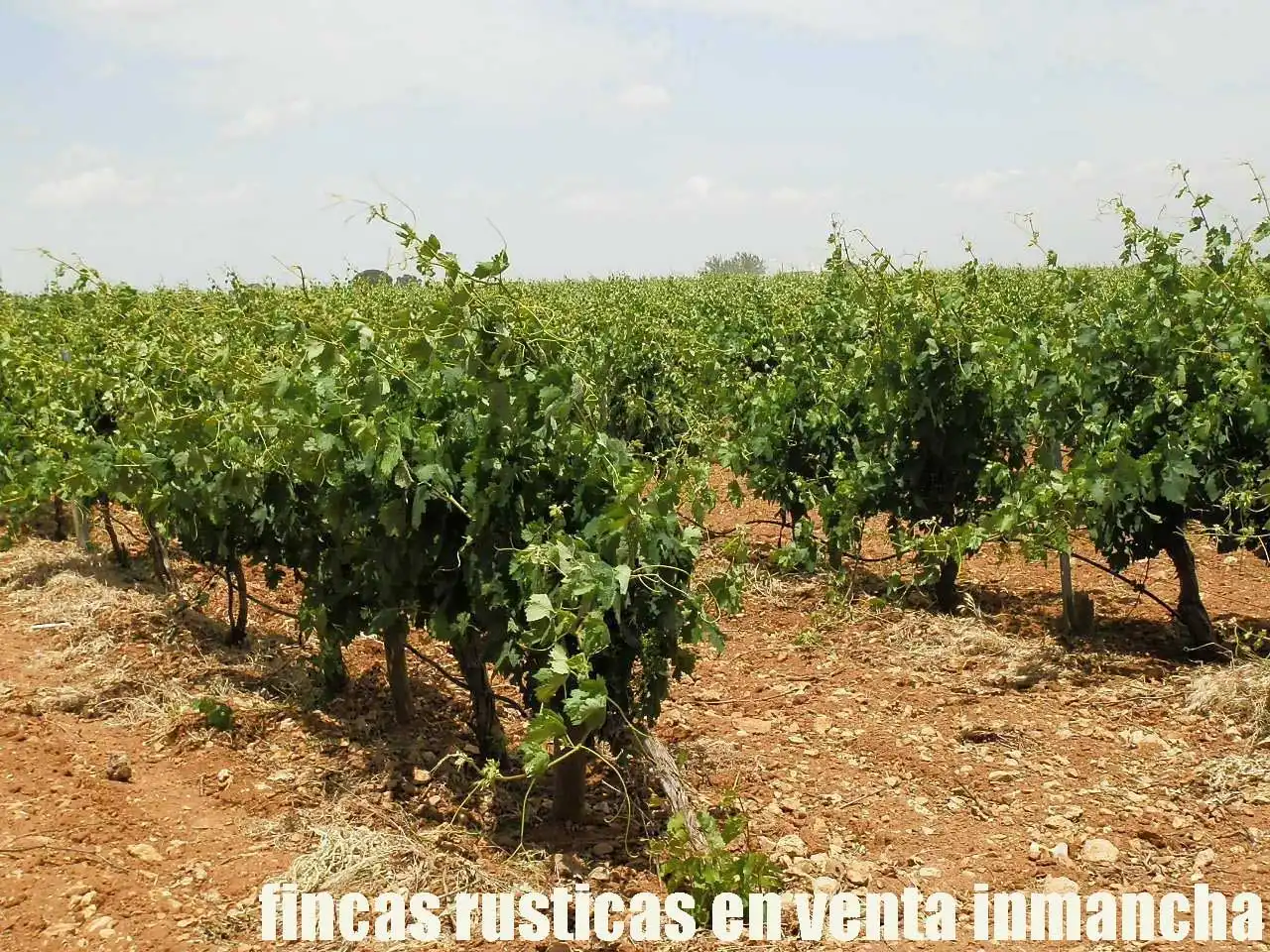 Terreni e lotti in vendita a Villarrobledo, imagen 11