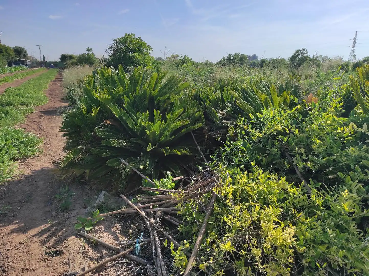 Land for sale in Valencia