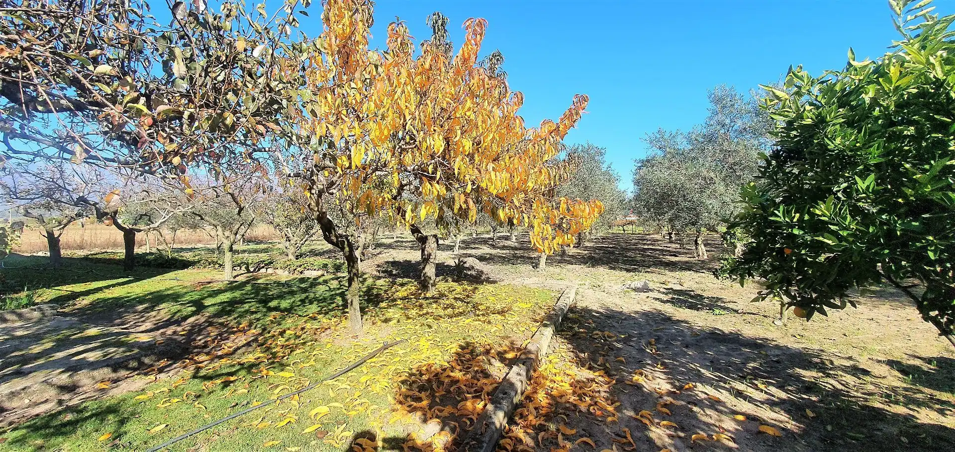 Terreni e lotti in vendita a Losar de la Vera, imagen 18
