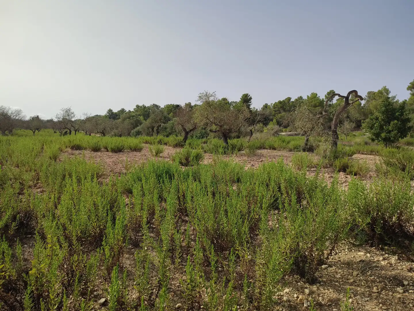 Terreny residencial en venda a Sant Joan, imagen 19