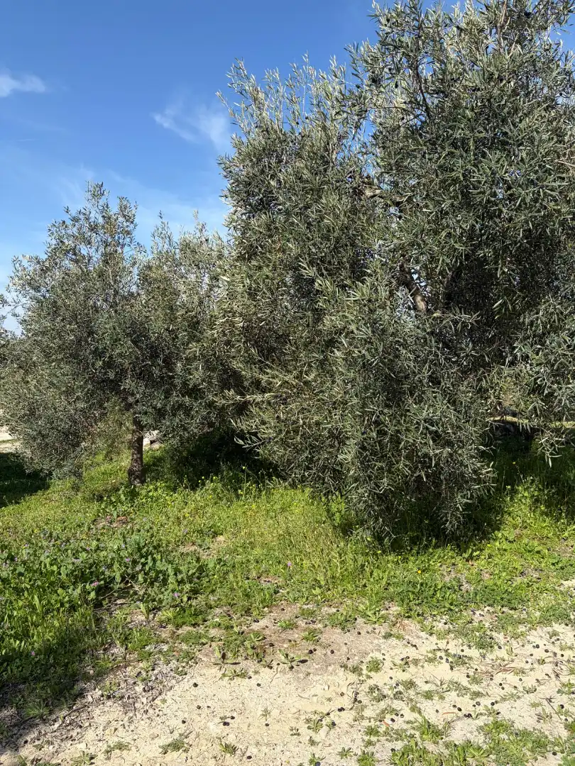 Rural land for sale in Poleares, imagen 4