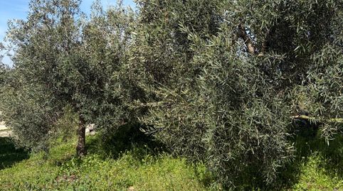 FINCA OLIVAR CON NAVE Y SUBVENCIÓN, immagine 4