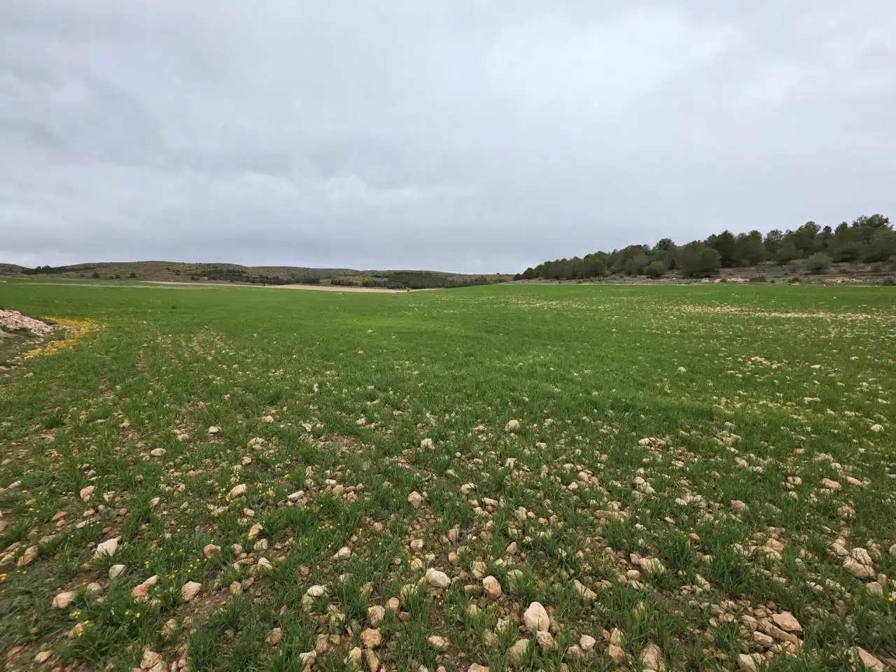 Rural land for sale in Chinchilla de Monte-Aragón, imagen 2