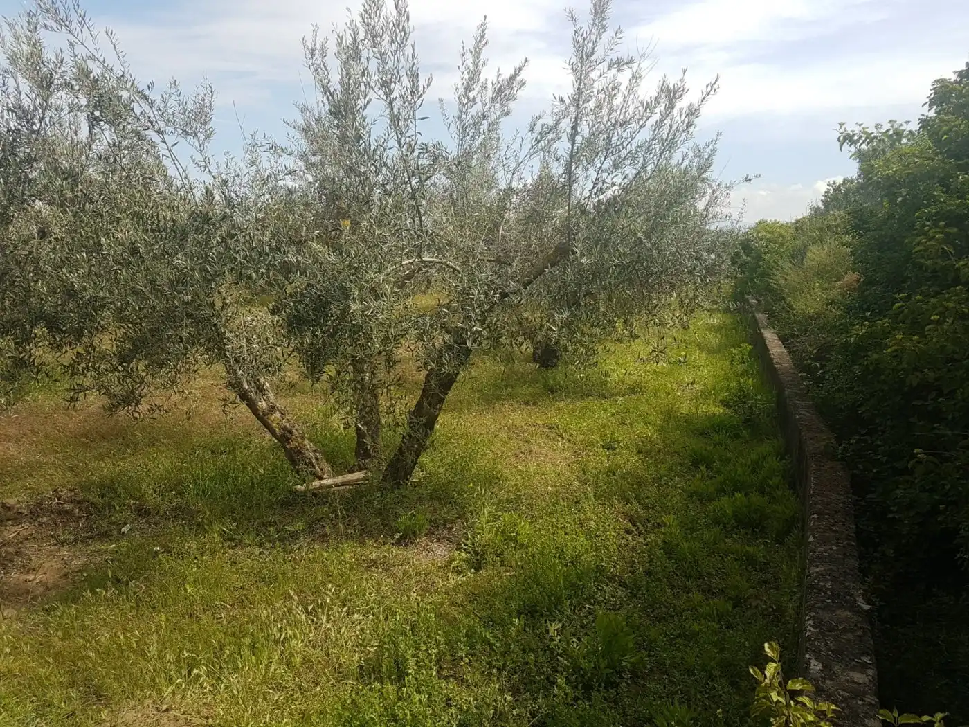 Finca rústica en venda en Villa de Otura