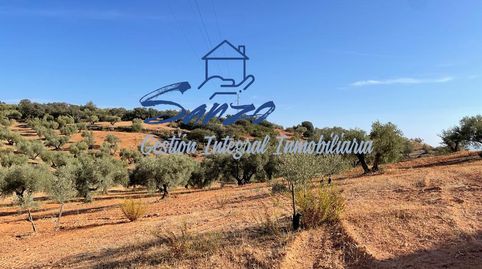 Finca rústica de olivar